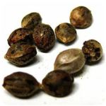 Семена марихуаны АК-47  (Seeds AK-47) в Сураже